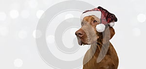 Bannner pointer dog puppy celebrating holidays with a red santa claus hat looking side. Isolated on gray background and defocused