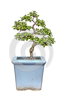 Bansai tree in cracked pot