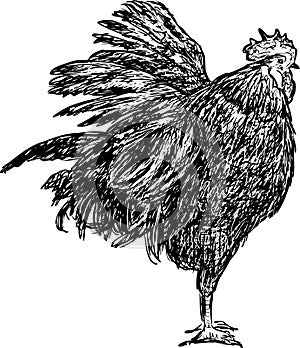 Bantam