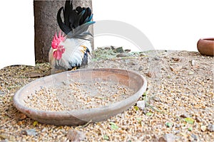 The Bantam with animal feed , Chicken