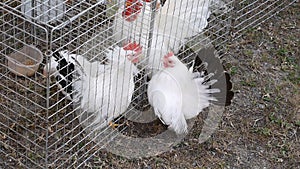 Bantam in cage