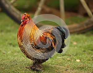 Bantam Chicken