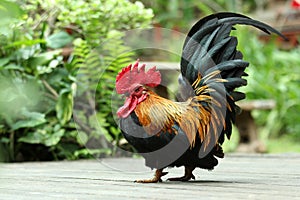 Bantam chicken photo