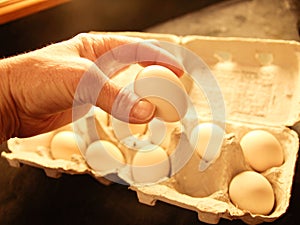 bantam chicken egg in hand, over a dozen eggs.