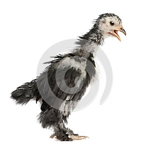 Bantam chicken in front of white background