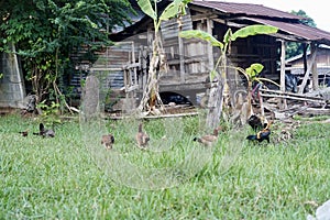 Bantam chicken in the green grass.