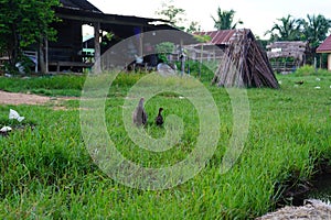 Bantam chicken in the green grass.