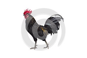 Bantam chicken isolated on white background with clipping path