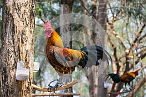 Bantam chicken on the tree