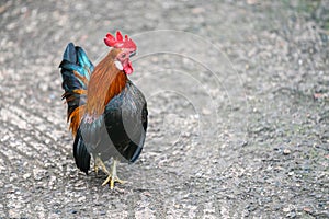 Bantam chickens or Ayam kate is any small variety of fowl, especially chickens