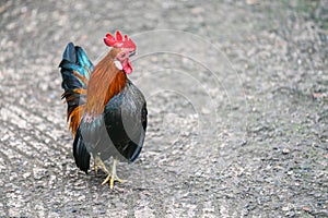 Bantam chickens or Ayam kate is any small variety of fowl, especially chickens photo