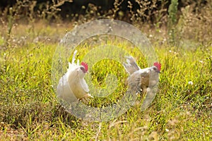 Bantam chickens in field