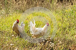 Bantam chickens in a field of grass