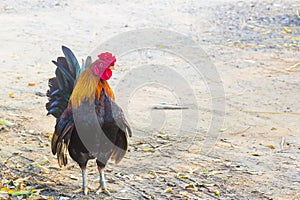 A Bantam Cockerel (Thai bantam central courtyard.)