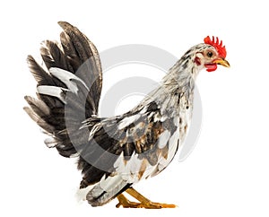 Bantam hen