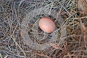 A Bantam Hen egg setting in hay nest