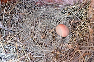 A Bantam Hen egg setting in hay nest