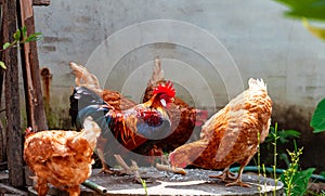 Bantam hen is pecking to eat rice seed.