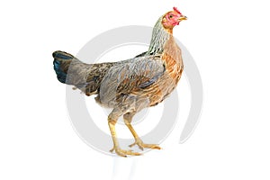 Bantam hen walking isolated on white, studio shot,chicken