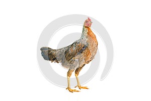 Bantam hen walking isolated on white, studio shot,chicken