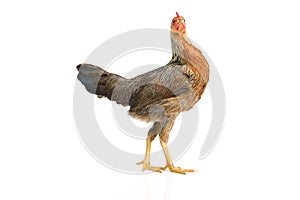 Bantam hen walking isolated on white, studio shot,chicken