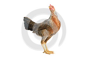 Bantam hen walking isolated on white, studio shot,chicken