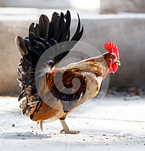 Bantam little beautiful poultry