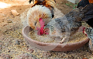 Bantam male and female pick feeding.