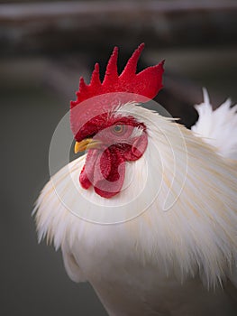 Bantam Male Standing Peacefully