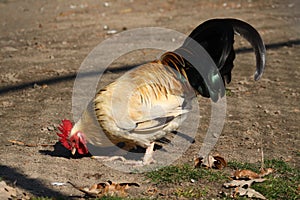 Bantam Rooster