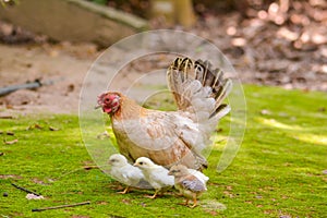 Bantam rooster chicken on ground in The garden.