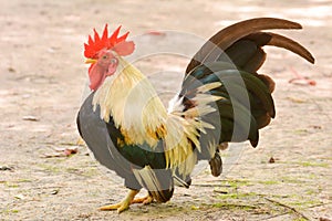 Bantam rooster chicken on ground in The garden.