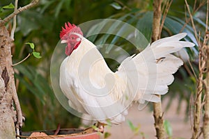 Bantam rooster chicken on ground in The garden.