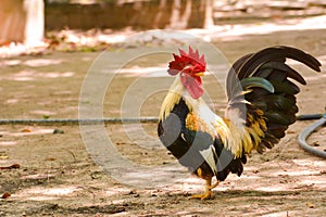 Bantam rooster chicken on ground in The garden.