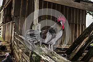 Bantam rooster perched on a wooden fence rail