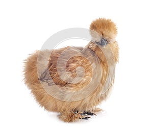 Bantam silkie  in studio