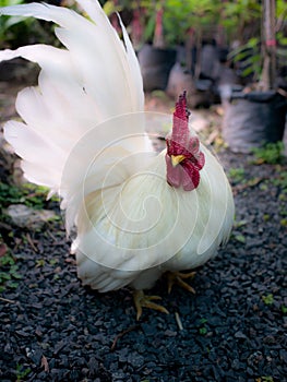 Bantam Standing in The Garden