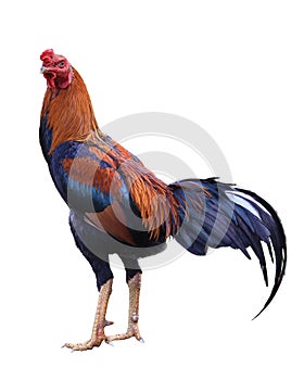 Bantam in Thailand, Chicken isolated on white background