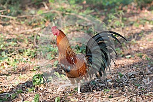 bantam walking on park