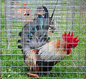 Bantams in a cage