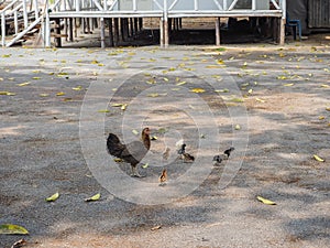 Bantams on the ground.