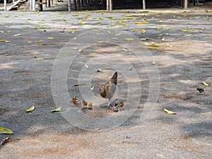 Bantams on the ground.