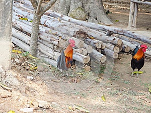 Bantams on the ground.