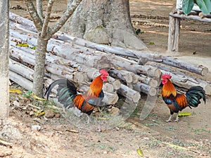 Bantams on the ground.