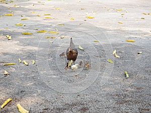 Bantams on the ground.