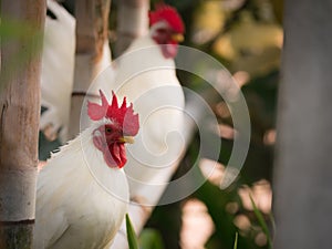 Bantams on The Steel Pipe