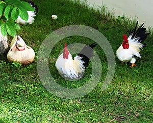 Bantams take a walk on the Lawn