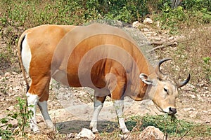 Banteng