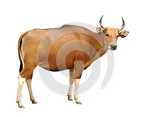 Banteng