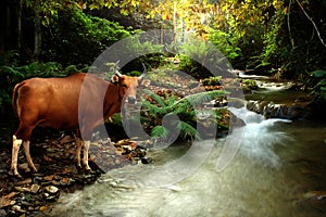 Banteng photo